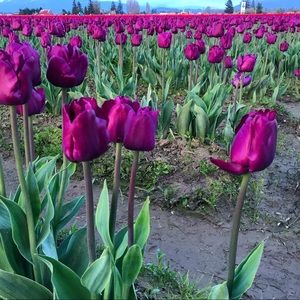 Meet your Posher, Jenn